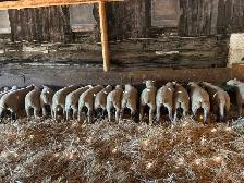 Ewe Lambs For Sale - Photo 3