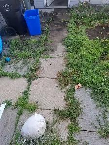 Offering Landscaping / Lawn maintenance care - Photo 3