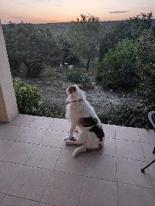 Woof -D- DooDoo dog walking and dog-sitting - Photo 6
