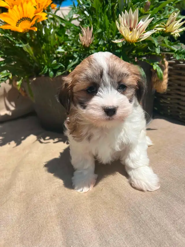 Shih tzu/Maltese puppies