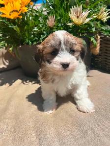 Shih tzu/Maltese puppies - Photo 1