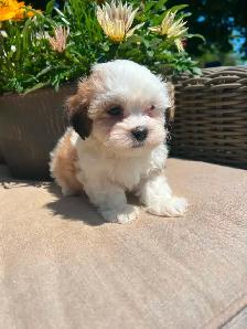 Shih tzu/Maltese puppies - Photo 2