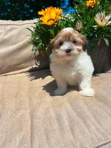 Shih tzu/Maltese puppies - Photo 3