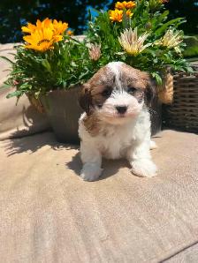 Shih tzu/Maltese puppies - Photo 4