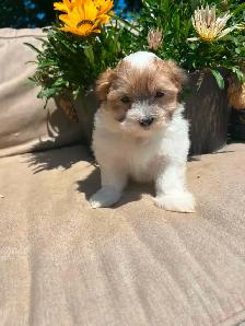 Shih tzu/Maltese puppies - Photo 5
