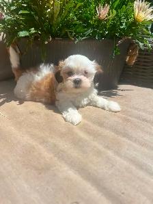 Shih tzu/Maltese puppies - Photo 6