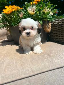 Shih tzu/Maltese puppies - Photo 7