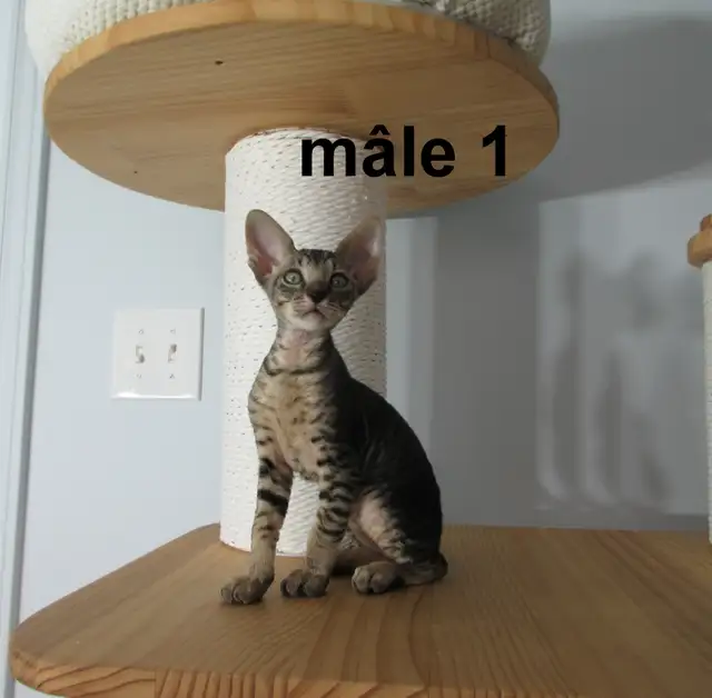 rex cornish vermifugé, micropucé