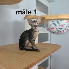 rex cornish vermifugé, micropucé - Photo 2