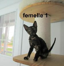 rex cornish vermifugé, micropucé - Photo 3