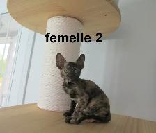 rex cornish vermifugé, micropucé - Photo 8