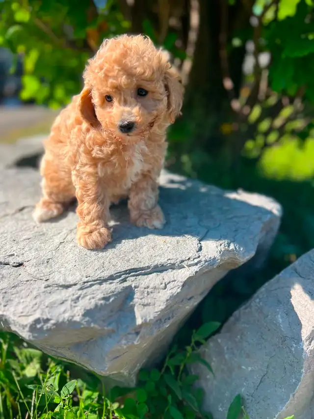 Bichapoo puppies