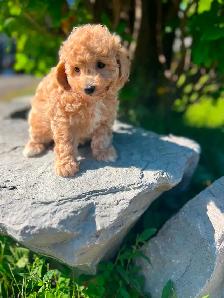 Bichapoo puppies