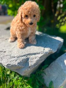 Bichapoo puppies - Photo 2