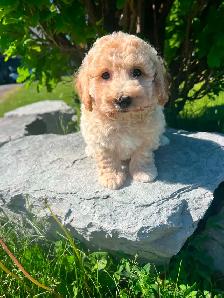 Bichapoo puppies - Photo 3