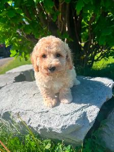 Bichapoo puppies - Photo 5