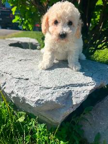 Bichapoo puppies - Photo 6