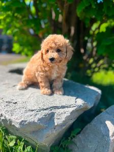Bichapoo puppies - Photo 7