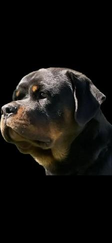 Rottweiler puppy’s Pure German - Photo 2