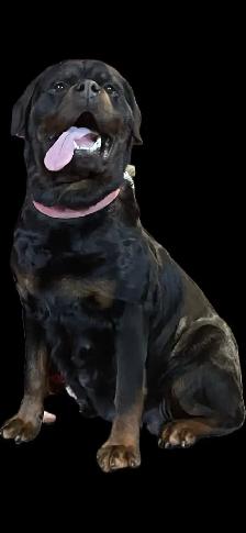 Rottweiler puppy’s Pure German - Photo 3