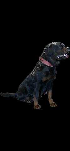 Rottweiler puppy’s Pure German - Photo 4
