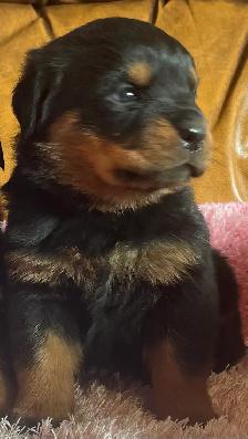 Rottweiler puppy’s Pure German - Photo 5