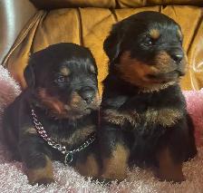 Rottweiler puppy’s Pure German - Photo 6