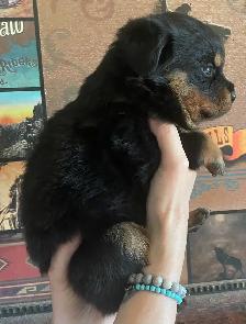 Rottweiler puppy’s Pure German - Photo 7