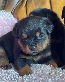 Rottweiler puppy’s Pure German - Photo 8
