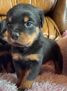 Rottweiler puppy’s Pure German - Photo 9