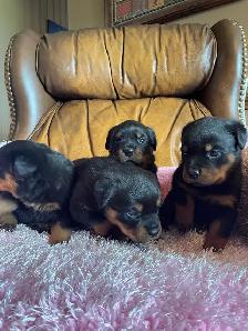 Rottweiler puppy’s Pure German - Photo 10