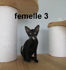 chaton rex cornish prêt a être réservé micropucé vermifugé - Photo 2