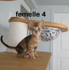 chaton rex cornish prêt a être réservé micropucé vermifugé - Photo 3