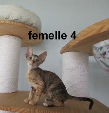 chaton rex cornish prêt a être réservé micropucé vermifugé - Photo 4