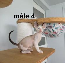 chaton rex cornish prêt a être réservé micropucé vermifugé - Photo 5