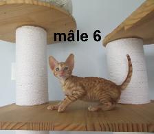 chaton rex cornish prêt a être réservé micropucé vermifugé - Photo 7