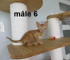 chaton rex cornish prêt a être réservé micropucé vermifugé - Photo 8