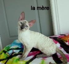 chaton rex cornish prêt a être réservé micropucé vermifugé - Photo 9