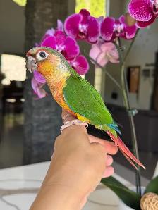handfed and handtame conure babies - Photo 2