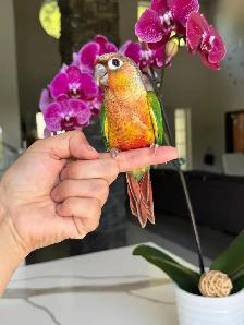 handfed and handtame conure babies - Photo 3