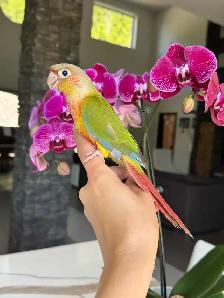 handfed and handtame conure babies - Photo 5