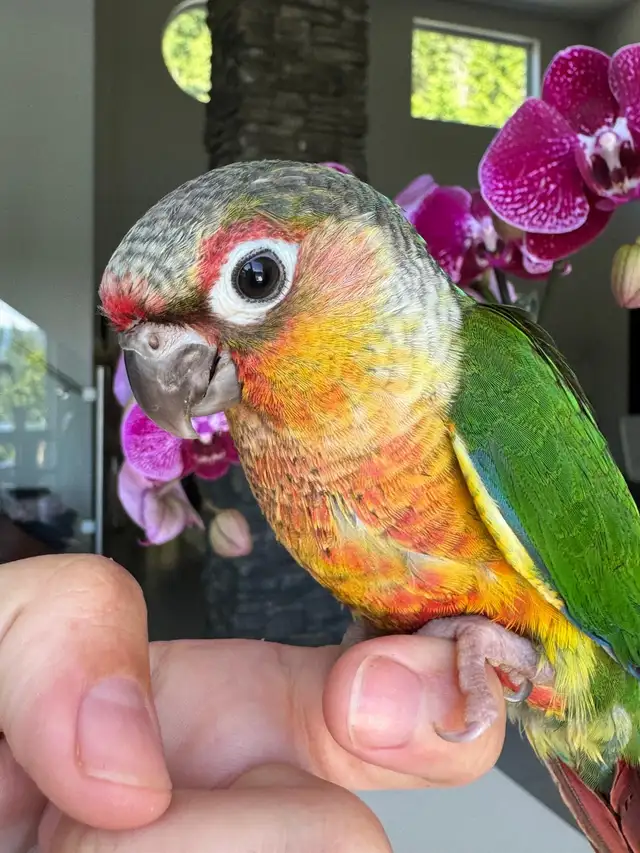 handtame and super friendly conures
