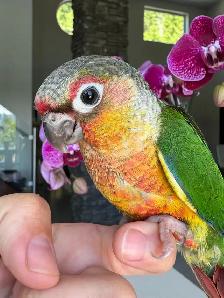 handtame and super friendly conures