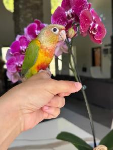 handtame and super friendly conures - Photo 4
