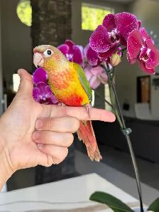 handtame and super friendly conures - Photo 6