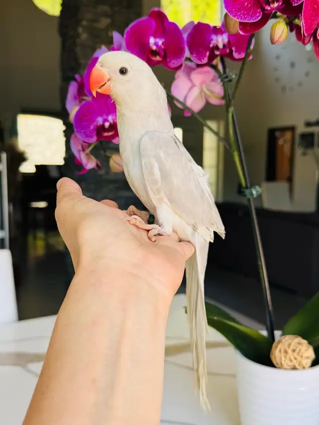 handfed and handtame Indian ringneck