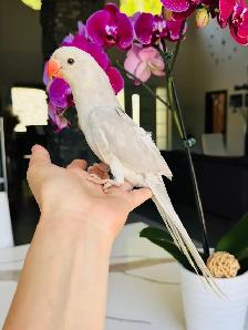 handfed and handtame Indian ringneck - Photo 2