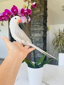 handfed and handtame Indian ringneck - Photo 3