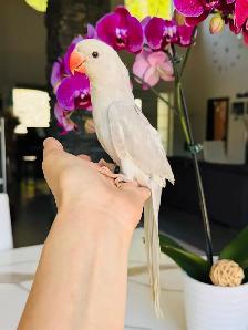 super friendly and handtame Indian ringneck female - Photo 6