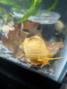 Fish, Aquatic Plants, and Snails for Sale :) - Photo 2